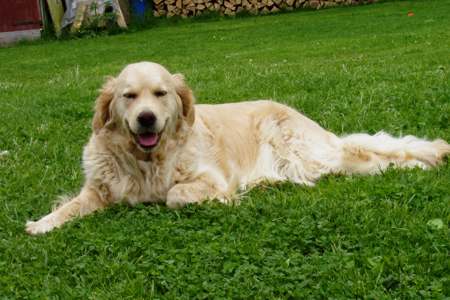 Nala of Wonderful Dreams
