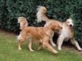 Paddy und Penny