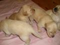 Bilder der 3. Welpenwoche