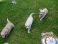 6. Welpenwoche