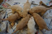 DSC00926.JPG
