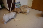 DSC00946.JPG