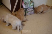 DSC00947.JPG
