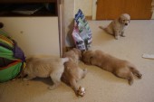 DSC00951.JPG