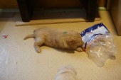 DSC00958.JPG