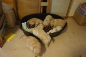 DSC00964.JPG