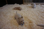 DSC00976.JPG