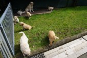 DSC00984.JPG
