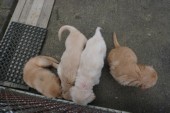DSC00994.JPG