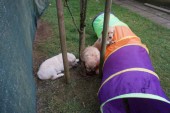 DSC01036.JPG