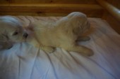 DSC02334.JPG