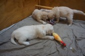 DSC02370.JPG
