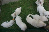 DSC02420.JPG