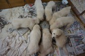 DSC02446.JPG