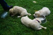 DSC02510.JPG