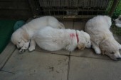 DSC02512.JPG