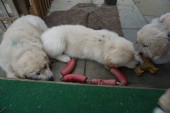 DSC02513.JPG