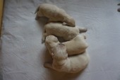 DSC02749.JPG