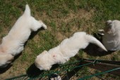 DSC02916.JPG