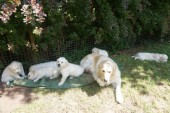 DSC02932.JPG