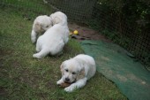 DSC02896.JPG
