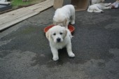DSC02947.JPG
