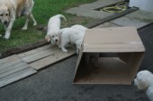 DSC02950.JPG