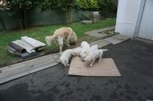 DSC02953.JPG