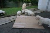DSC02954.JPG