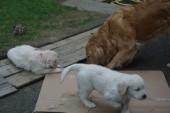 DSC02956.JPG