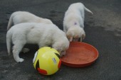 DSC02937.JPG