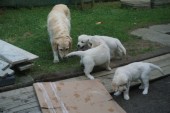 DSC02968.JPG