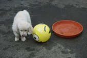 DSC02938.JPG