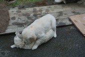 DSC02974.JPG