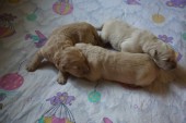 DSC04020.JPG