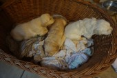 DSC04032.JPG