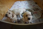 DSC04045.JPG