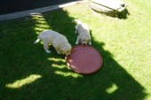 DSC04068.JPG
